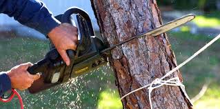 Beaver, OK Tree Care Company