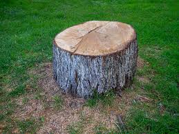 Best Stump Grinding and Removal  in Beaver, OK