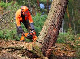 Professional Tree Care in Beaver, OK