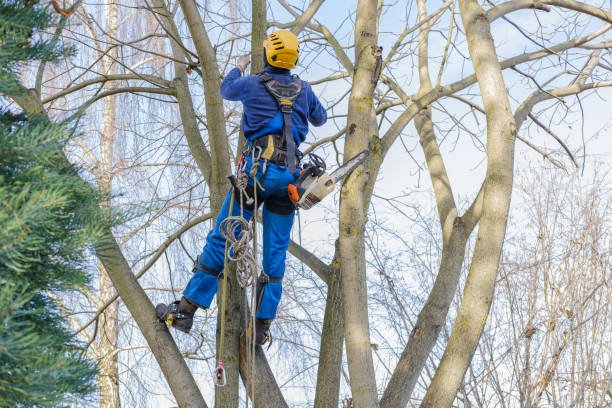 How Our Tree Care Process Works  in  Beaver, OK